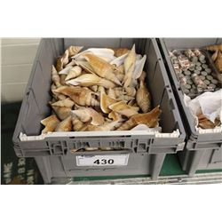 LARGE COLLECTION OF SEASHELLS- 100+