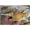 Image 2 : LARGE COLLECTION OF SEASHELLS- 100+