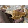 Image 2 : LARGE COLLECTION OF SEASHELLS- 60+ STROMBUS LISTERII