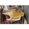 Image 2 : LARGE COLLECTION OF SEASHELLS- 50+ STROMBUS LISTERII