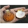 Image 2 : LARGE COLLECTION OF ASSORTED SEASHELLS- 100+