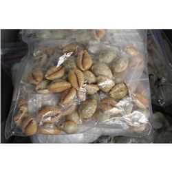 LARGE COLLECTION OF ASSORTED SEASHELLS- 100+