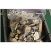 Image 2 : LARGE COLLECTION OF ASSORTED SEASHELLS- 100+