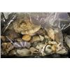 Image 4 : LARGE COLLECTION OF ASSORTED SEASHELLS- 100+