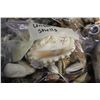 Image 2 : LARGE COLLECTION OF ASSORTED SEASHELLS- 100+