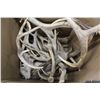 Image 2 : COLLECTION OF ANTLER SHEDS