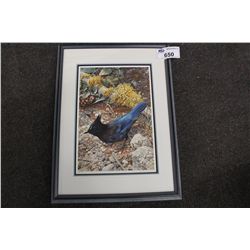 CARL BRENDERS  STELLER'S JAY  LIMITED EDITION FRAMED PRINT, SIGNED LOWER RIGHT 11  X 17  1238/1250