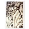 Image 1 : VINTAGE NATIVE AMERICAN INDIAN SKYHORSE NAVAJO PHOTO POSTCARD