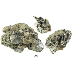 Large, coral-encrusted clump of about 17 Mexico City, Mexico, cob 4 reales, probably all Philip IV,