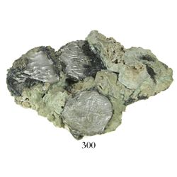 Coral-encrusted clump of about 17-18 Mexico City, Mexico, cob 4 reales, probably all Philip IV, assa