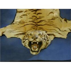 A tiger skin rug  £300-400...