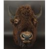 Image 1 : Buffalo Head Mount