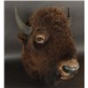 Image 2 : Buffalo Head Mount