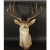 Image 1 : 5x5 Point Buck Mount