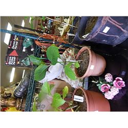 LIVE PLANT - HYDRENDGEA