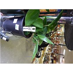 LIVE PLANT - LILY OF THE VALLEY