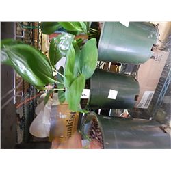 LIVE PLANT - LILY OF THE VALLEY