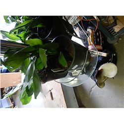 LIVE PLANT - LILY OF THE VALLEY