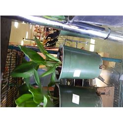 LIVE PLANT - LILY OF THE VALLEY