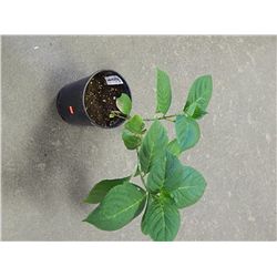 LIVE PLANT - HYDRENDGEA