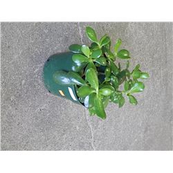 LIVE PLANT - JADE