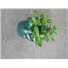 Image 1 : LIVE PLANT - JADE