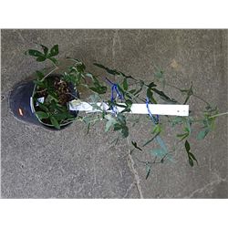LIVE PLANT - PASSION FLOWER VINE