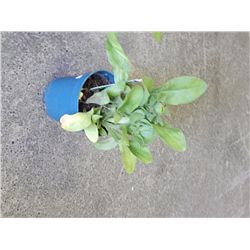 LIVE PLANT - CALENDULA