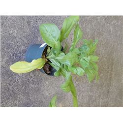 LIVE PLANT - CALENDULA