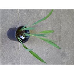 LIVE PLANT - MONTBRETIA