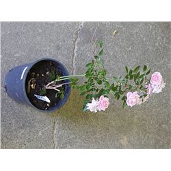 LIVE PLANT - PINK CLIMBER ROSE