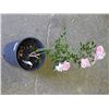 Image 1 : LIVE PLANT - PINK CLIMBER ROSE