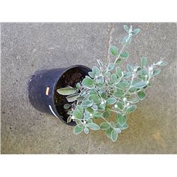 LIVE PLANT - SUNSHINE - BRACHYGOTTIS