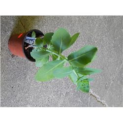 LIVE PLANT - SEDUM