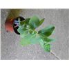 Image 1 : LIVE PLANT - SEDUM