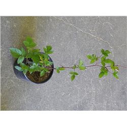 LIVE PLANT - CHESTER THORNLESS BLACKBERRY