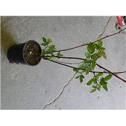 LIVE PLANT - CHESTER THORNLESS BLACKBERRY