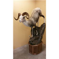 Wildlife Expressions Taxidermy - $750 credit