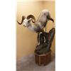 Image 1 : Wildlife Expressions Taxidermy - $750 credit