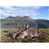 Image 1 : Caribou Hunt with Stan Simpson, Ram Head Outfitters