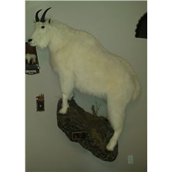 $750 Taxidermy Credit - Alpine Taxidermy