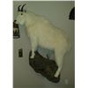Image 1 : $750 Taxidermy Credit - Alpine Taxidermy