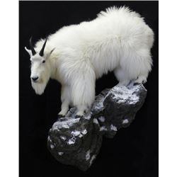 $1500 taxidermy credit - Jonas Brothers Taxidermy Studios