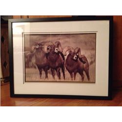 Photograph of 3 rams - Richard E Kirchner