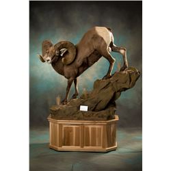 $1500 taxidermy credit - Brumfield Taxidermy