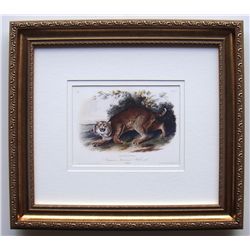 Audubon Quadruped Common Wild Cat