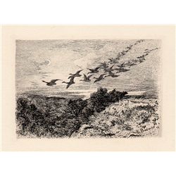 Bodmer "Wild Geese" etching