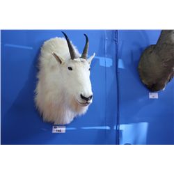 MOUNTED ROCKY MOUNTAIN GOAT HEAD WITH COPY OF PAPERS