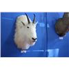 Image 1 : MOUNTED ROCKY MOUNTAIN GOAT HEAD WITH COPY OF PAPERS