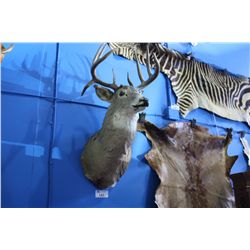 MOUNTED MALE SPRING BUCK HEAD WITH COPY OF PERMIT PAPER